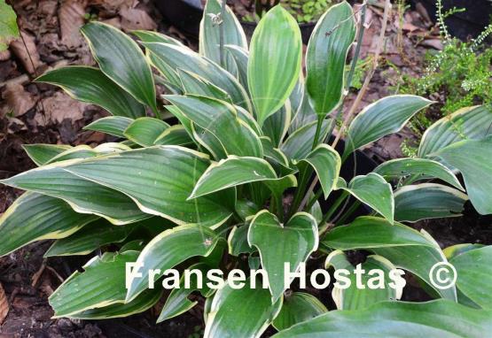 Hosta Turnabout